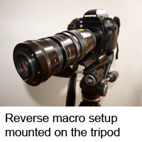 DSLR macro setup on tripod